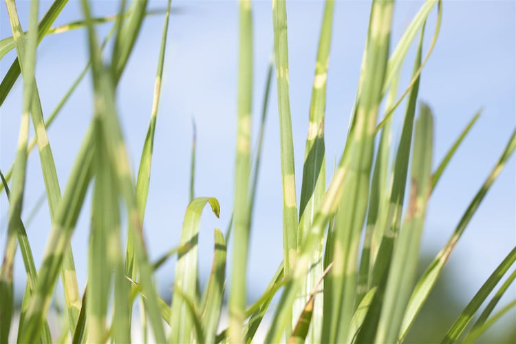 Detailaufnahme von gestreiftem Gras im Gegenlicht