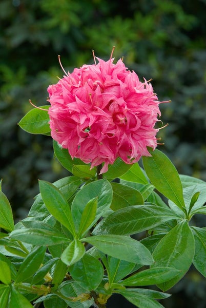 Rhododendron luteum 'Homebush', rosa Blüten, 50–60 cm