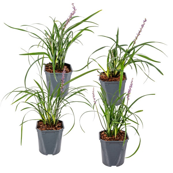 XL Liriope 'Moneymaker' 2L Topf | Liliengras pro 4 Stück - Freilandpflanze cm17 cm - -440-45 cm