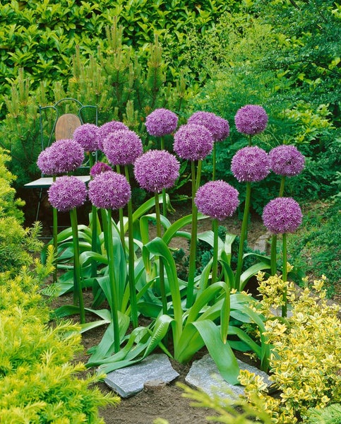 Allium macleanii 'Globemaster', Zierlauch, violett, ca. 11x11 cm Topf