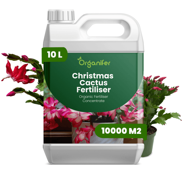 Organifer organischer Weihnachtskaktus-Dünger, Konzentrat, 10 Liter für 10000 Quadratmeter, Kunststoffkanister mit Griff.