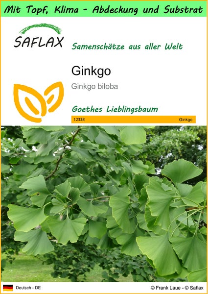 SAFLAX Garden to go - Ginkgo - Ginkgo biloba - 4 Samen - Mit Topf, Klima - Deckel und Anzuchtsubstrat