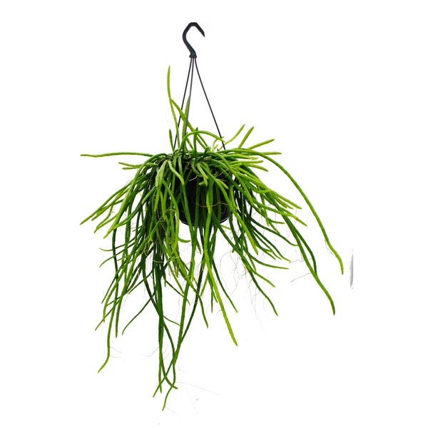 Urban Jungle Elegance Moderne Kakteen-Ampel mit toller Blattstruktur Selenicereus wercklei 15cm