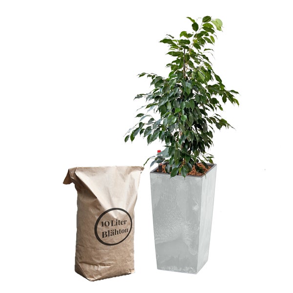 Benjamini-Feige im Pflanzgefäß mit 10 Liter Blähton