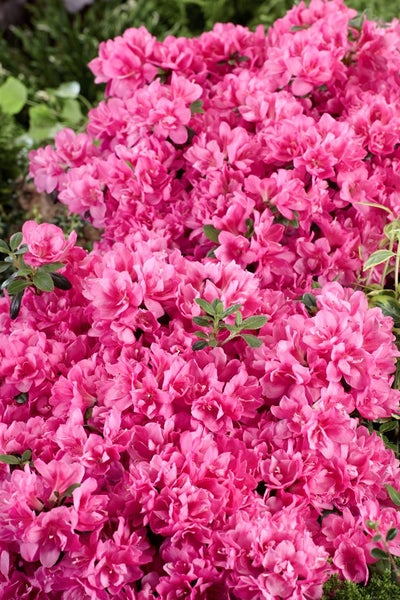 Nahaufnahme einer rosa blühenden Azalee
