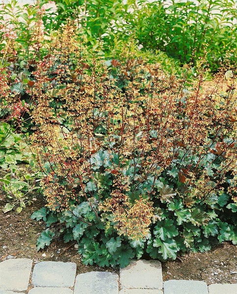 Heuchera micrantha 'Cappuccino', Purpurglöckchen, bronzefarben, ca. 11x11 cm Topf