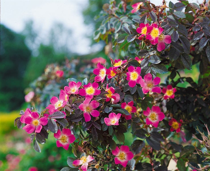 Rosa glauca, Rotblattrose, 40–60 cm