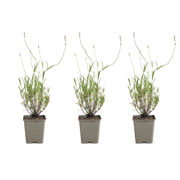 Drei Lavendelpflanzen Lavandula in quadratischen Pflanztöpfen für den Garten und Balkon.