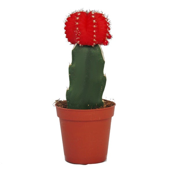 Gymnocalycium mihanovichii - Erdbeerkaktus - rot - 5,5cm Topf