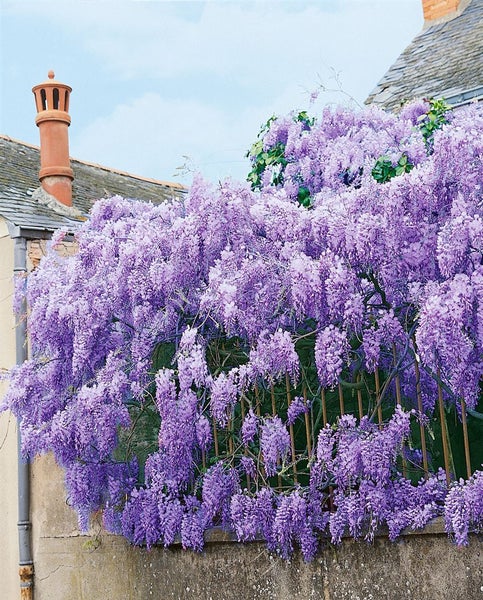 Wisteria sinensis, Chinesischer Blauregen, 150–200 cm