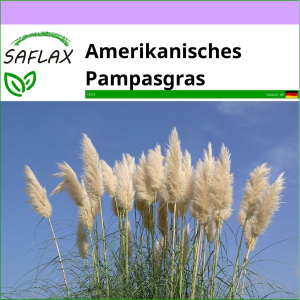 SAFLAX  - Amerikanisches Pampasgras - Cortaderia selloana - 200 Samen