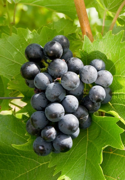 Eine Rebe mit dunklen Weintrauben an einem grünen Rebstock im Weinberg.