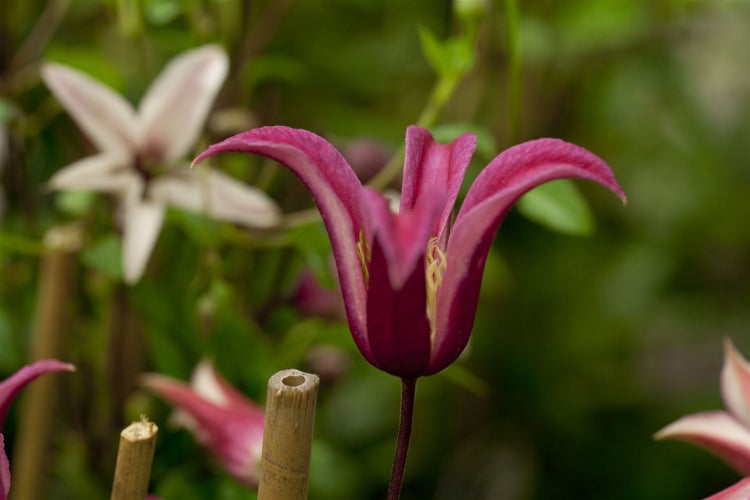 Clematis texensis 'Princess Diana', Klematis, rosa, 100–150 cm