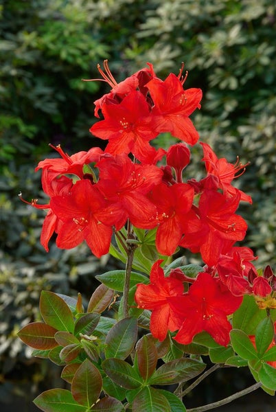 Rhododendron luteum 'Parkfeuer', gelb-orange, 40–50 cm