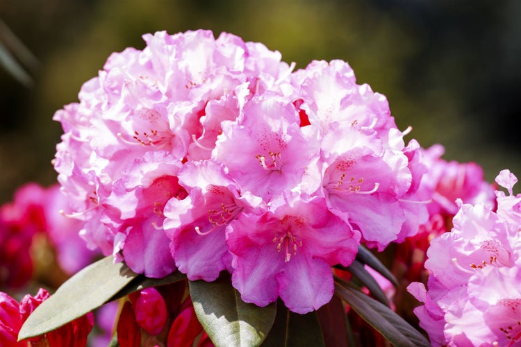 Rhododendron yakushimanum 'Kalinka', rosa Blüten, 40–50 cm