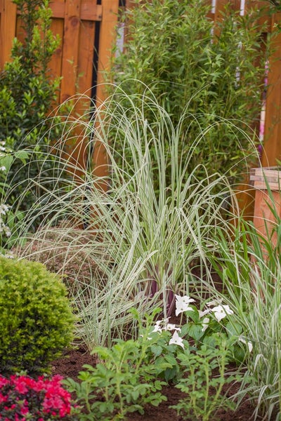 Cortaderia selloana 'Golden Goblin', Pampasgras, goldgrün, ca. 30 L Container