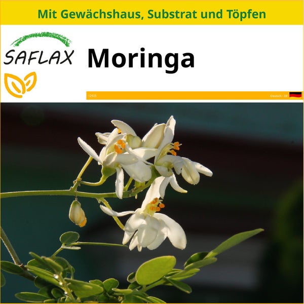 SAFLAX Anzucht Set - Moringa - Moringa oleifera - 10 Samen - Mit Mini-Gewächshaus, Anzuchtsubstrat und 2 Töpfen