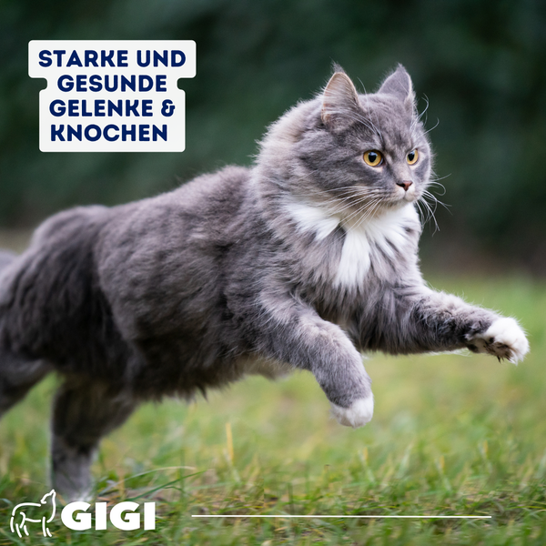 Eine graue Katze springt auf einer Wiese, Text: Starke und gesunde Gelenke und Knochen