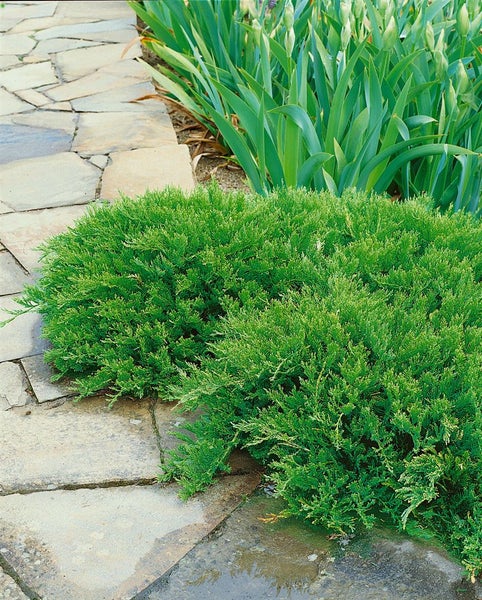 Buchsbaumhecke neben Steinplattenweg und Grünpflanzen