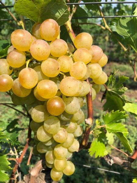 Eine Traube heller Weintrauben wächst an einer Rebe im Weinberg mit grünen Blättern.