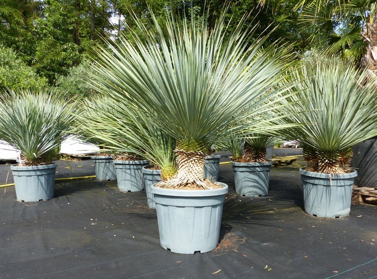 Yucca rostrata Palmlilie mit spitzen, graugrünen Blättern in grauen Kunststofftöpfen auf einer Außenverkaufsfläche.