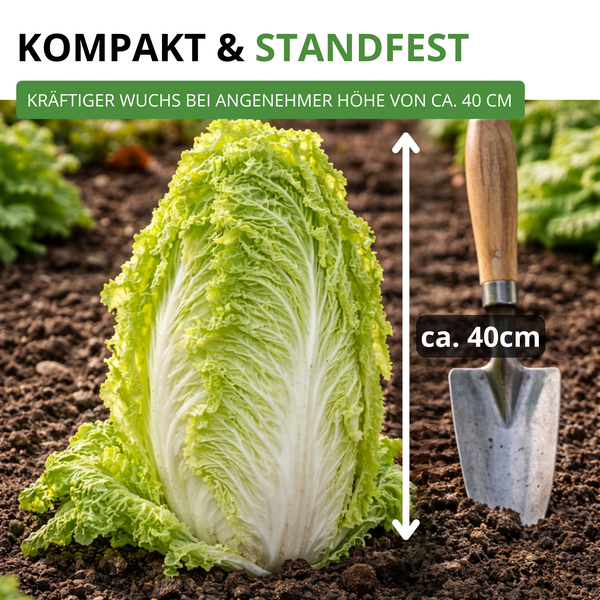 Kräftiger Chinakohl im Gartenbeet mit kompaktem Wuchs und einer Höhe von circa 40 Zentimetern neben einer Gartenhandschaufel.