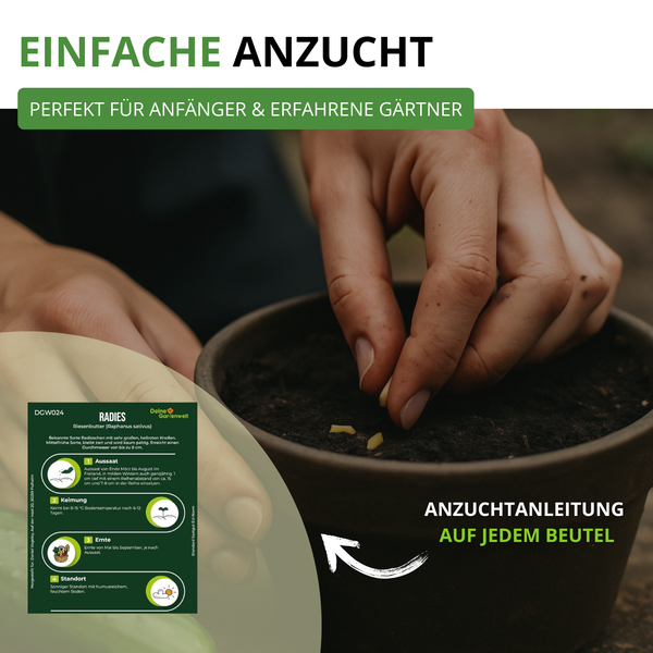 Eine Hand legt Radieschensamen in einen Topf mit Erde. Ein Einspieler zeigt die Anzuchtanleitung auf der Rückseite der Samentüte.