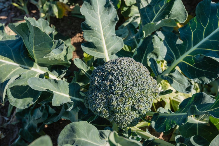SAFLAX Garden in the bag - BIO - Broccoli - Calabrese - Brassica oleracea - 100 Samen - Mit Anzuchtsubstrat im praktischen, selbst aufstellenden Beutel