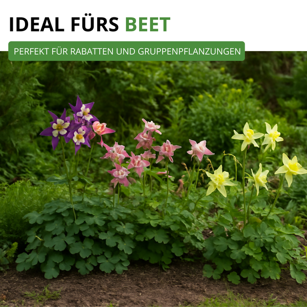 Verschiedenfarbige Akeleien im Beet für Rabatten und Gruppenpflanzungen