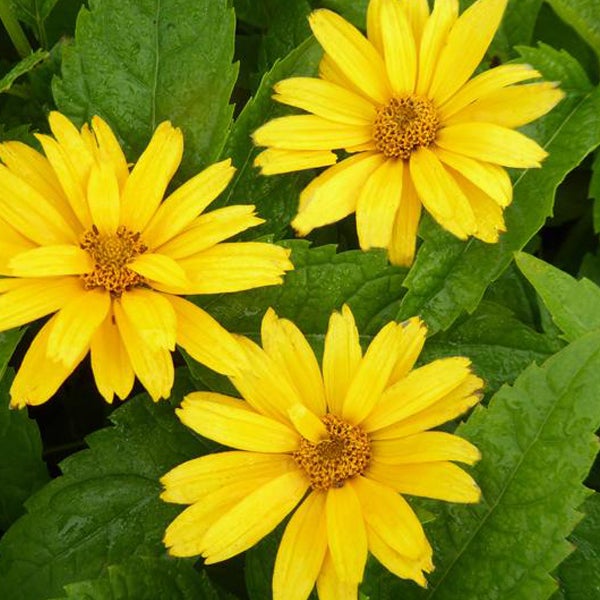 Drei gelbe Sonnenblumen mit grünen Blättern