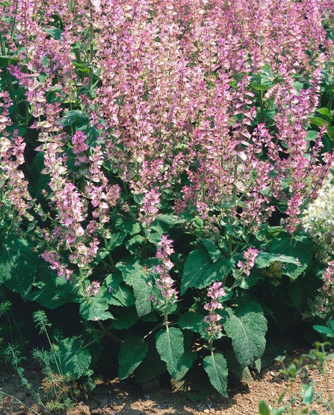 Blühende Salbeipflanze im Garten.