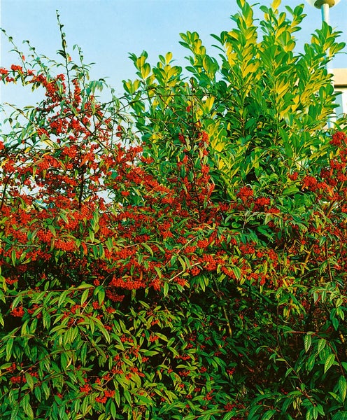 Cotoneaster salicifolius floccosus, immergrün, 80–100 cm