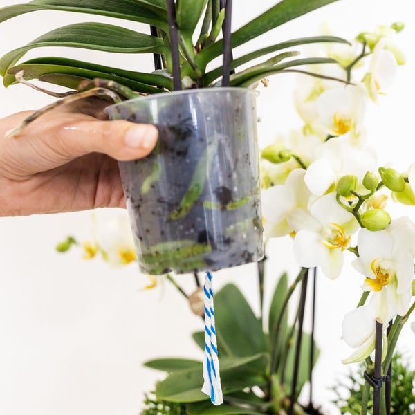 Kolibri Orchids weißes Pflanzenset im Baumwollkorb inkl. Wassertank drei weiße Orchideen Lausanne 9cm und drei Grünpflanzen Rhipsalis Dschungelstrauß weiß mit autarkem Wassertank