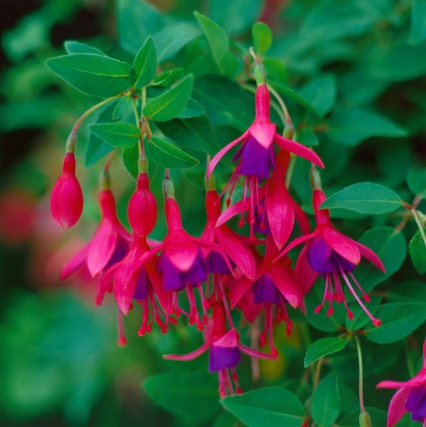 Hängende Fuchsie mit Blüten und Blättern