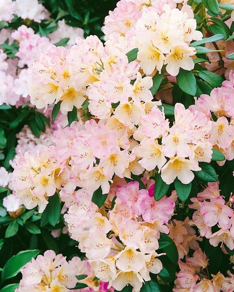 Rhododendron yak. 'Percy Wiseman', rosa-weiß, 40–50 cm