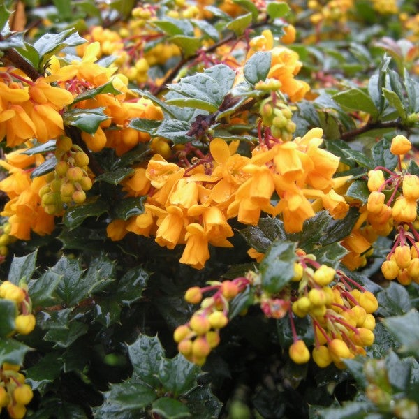 Blühender Berberitzenstrauch mit gelben Blüten