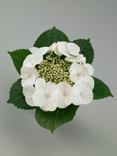 Hydrangea macrophylla 'Benxi', Hortensie, rosa, 30–40 cm