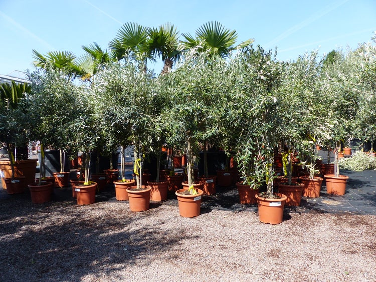 Olivenbaum Stamm Olive 130 - 160 cm hoch, mit Früchten, beste Qualität, Olea Europaea