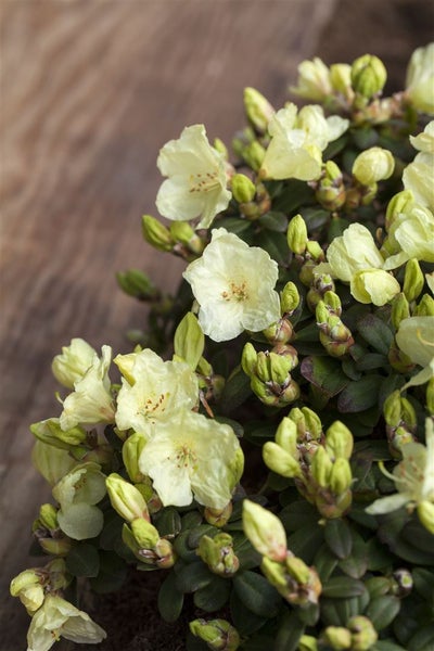 Rhododendron ludlowii 'Wren', gelb, 20–25 cm