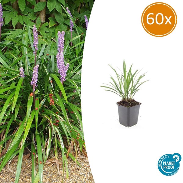 Lilientraube Liriope muscari mit violetten Blütenähren und grasartigen grünen Blättern im Gartenbeet neben einem Kiesweg.