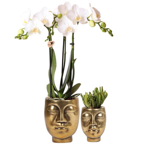 Pflanzenset Face-2-face gold Set mit weißer Phalaenopsis Orchidee 9cm und grüner Sukkulente 6cm inkl. Keramik-Ziertöpfe