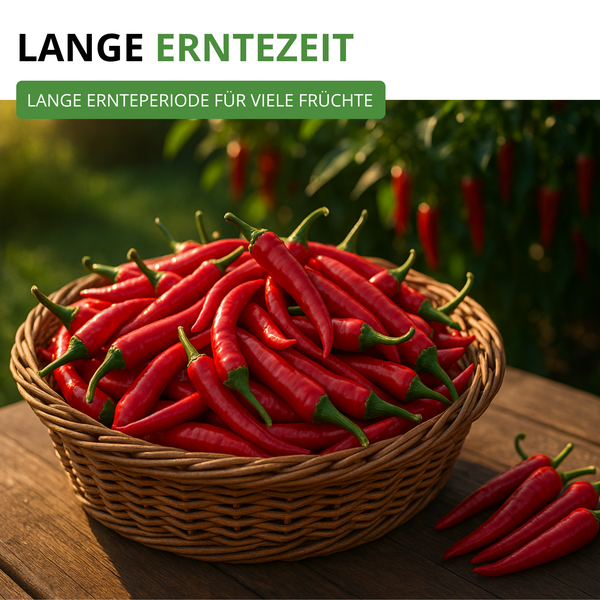 Korb mit roten Chilischoten auf einem Holztisch, Hinweis auf eine lange Ernteperiode für viele Früchte.