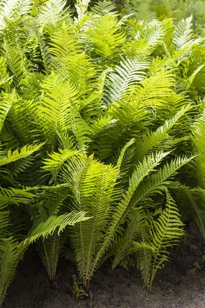 Polystichum aculeatum, Schildfarn, ca. 9x9 cm Topf