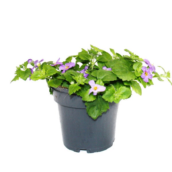 Schneeflockenblume - lila - Sutera diffusa - 11cm - Set mit 3 Pflanzen
