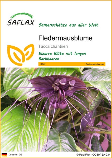 SAFLAX  - Fledermausblume - Tacca chantrieri - 10 Samen