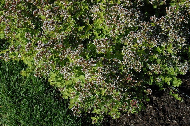 Origanum vulgare 'Aureum', Goldmajoran, aromatisch, ca. 9x9 cm Topf