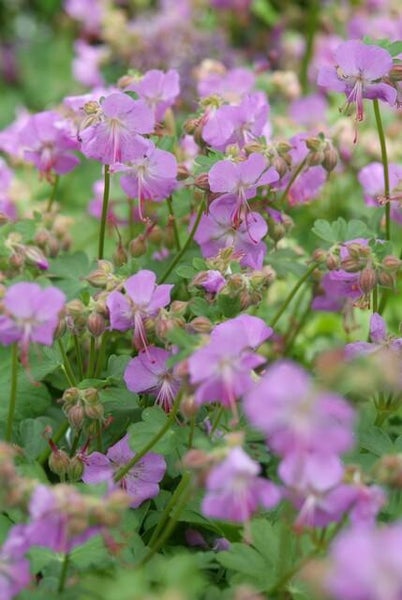 Bodendecker - Storchschnabel - Geranium cantabrigiense 'Cambridge' - 9cm Topf - Set mit 20 Pflanzen