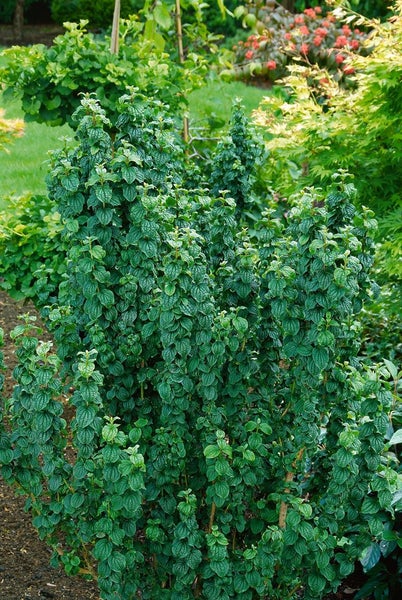 Cornus sanguinea, Roter Hartriegel, 60–100 cm