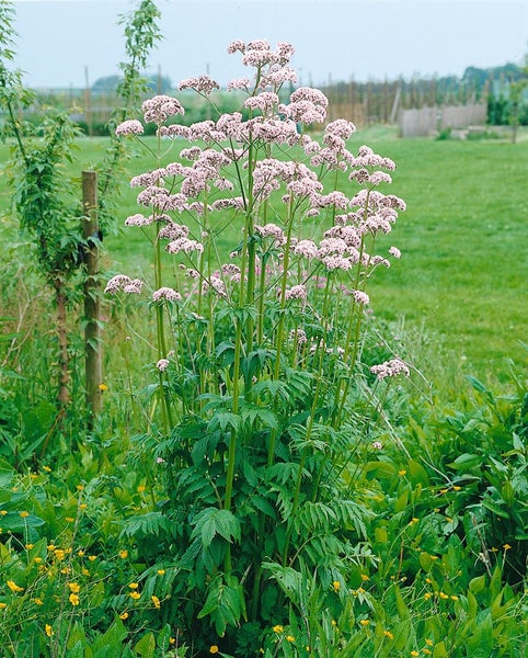 Aufnahme einer blühenden Arznei-Baldrian Pflanze im Garten.