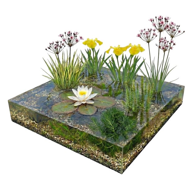 Mini-Teich Set in quadratischem transparentem Gefäß mit Seerose, Schwertlilie, Schwanenblume und Unterwasserpflanzen auf Kies.